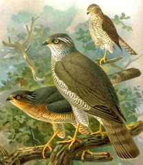Eurasian Sparrowhawk